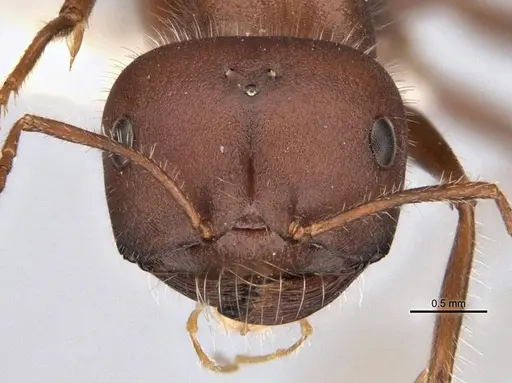 Melophorus hirsutipes specimen ANIC32-900093 image anic32-900093_2
