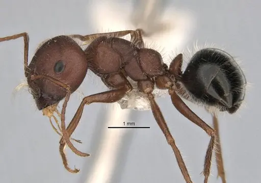 Melophorus hirsutipes specimen ANIC32-900093 image anic32-900093_3