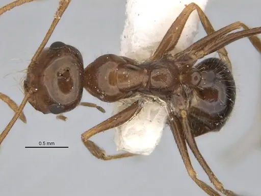 Melophorus hirsutipes specimen ANIC32-900147-1 image anic32-900147-1_1
