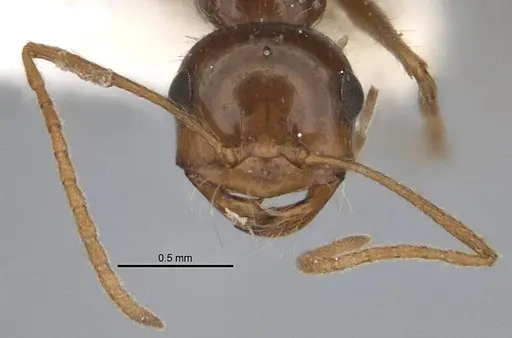 Melophorus hirsutipes specimen ANIC32-900147-1 image anic32-900147-1_2