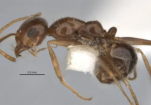 Melophorus hirsutipes specimen ANIC32-900147-1 image anic32-900147-1_3