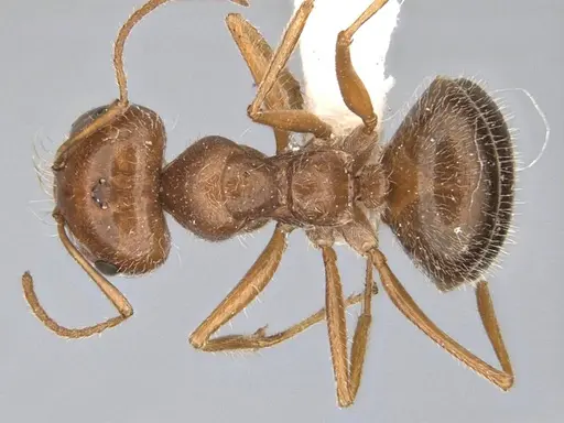 Melophorus hirsutipes specimen ANIC32-900147-2 image anic32-900147-2_1