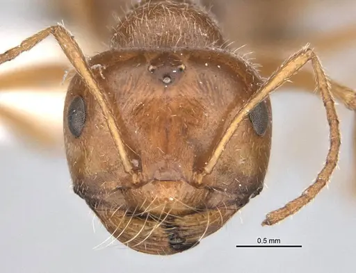 Melophorus hirsutipes specimen ANIC32-900147-2 image anic32-900147-2_2