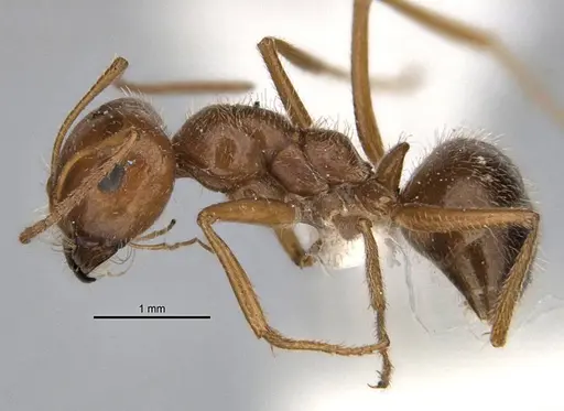 Melophorus hirsutipes specimen ANIC32-900147-2 image anic32-900147-2_3