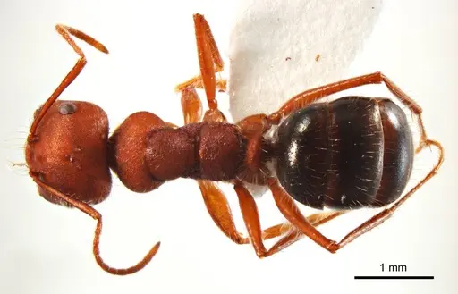 Melophorus hirsutipes specimen ANTWEB1008664 image antweb1008664_1