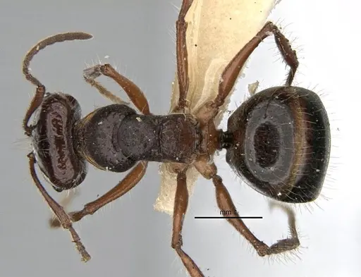 Melophorus hirsutus specimen ANIC32-900039 image anic32-900039_1