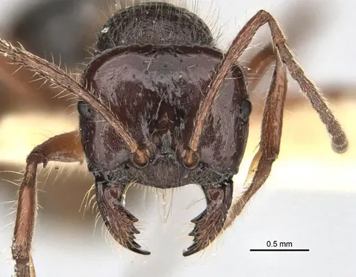 Melophorus hirsutus specimen ANIC32-900039 image anic32-900039_2