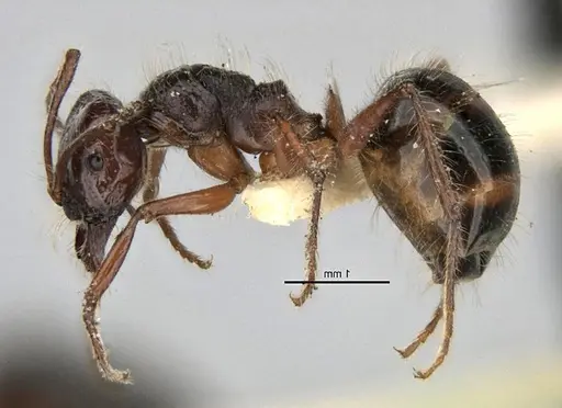Melophorus hirsutus specimen ANIC32-900039 image anic32-900039_3