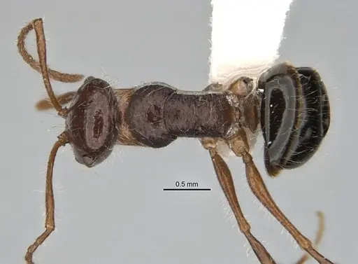 Melophorus hirsutus specimen ANIC32-900043 image anic32-900043_1