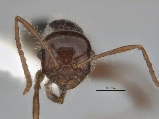 Melophorus hirsutus specimen ANIC32-900043 image anic32-900043_2