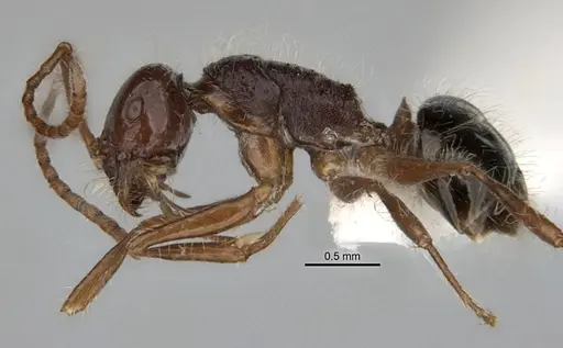 Melophorus hirsutus specimen ANIC32-900043 image anic32-900043_3