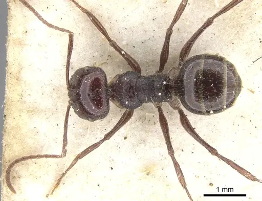 Melophorus hirsutus specimen CASENT0903268 image casent0903268_1