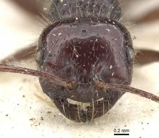 Melophorus hirsutus specimen CASENT0903268 image casent0903268_2