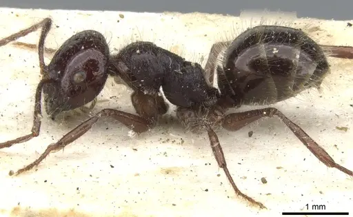 Melophorus hirsutus specimen CASENT0903268 image casent0903268_3