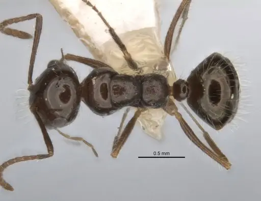 Melophorus incisus specimen ANIC32-900170 image anic32-900170_1