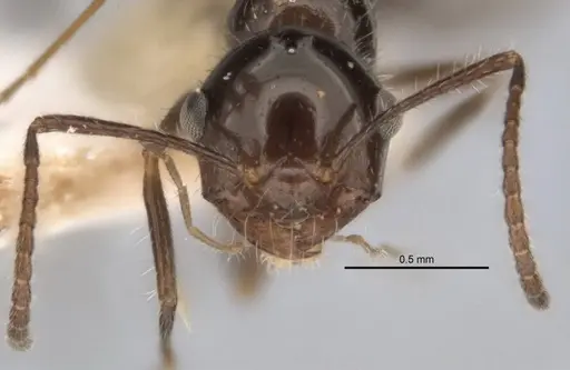 Melophorus incisus specimen ANIC32-900170 image anic32-900170_2