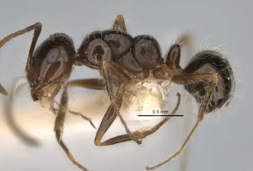 Melophorus incisus specimen ANIC32-900170 image anic32-900170_3