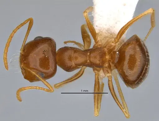 Melophorus inconspicuus specimen ANIC32-006700-1 image anic32-006700-1_1