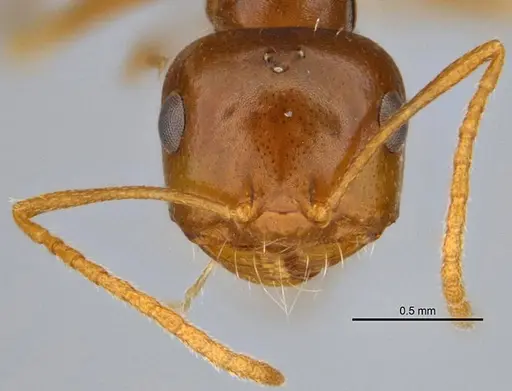 Melophorus inconspicuus specimen ANIC32-006700-1 image anic32-006700-1_2