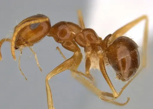 Melophorus inconspicuus specimen ANIC32-006700-1 image anic32-006700-1_3