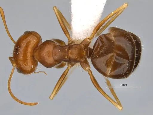 Melophorus inconspicuus specimen ANIC32-006700-2 image anic32-006700-2_1