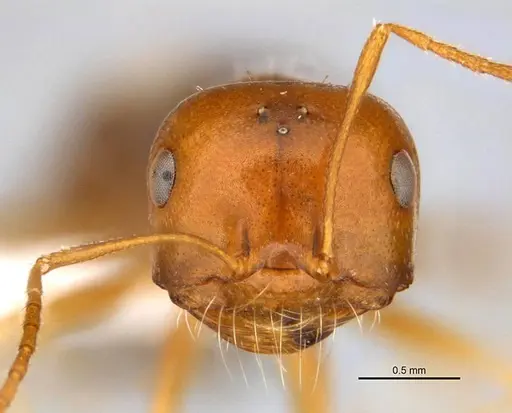 Melophorus inconspicuus specimen ANIC32-006700-2 image anic32-006700-2_2