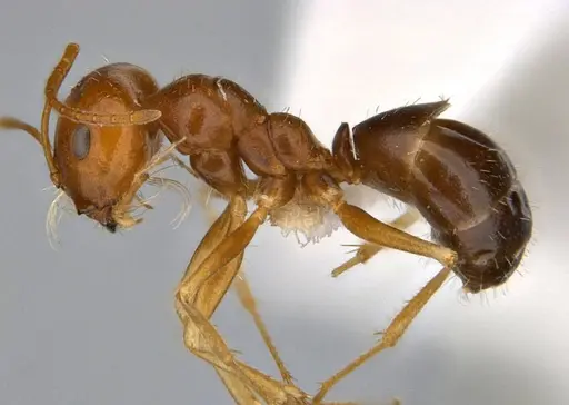 Melophorus inconspicuus specimen ANIC32-006700-2 image anic32-006700-2_3