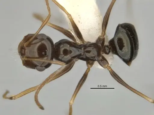 Melophorus isaiah specimen ANIC32-900184-1 image anic32-900184-1_1
