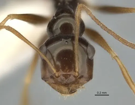 Melophorus isaiah specimen ANIC32-900184-1 image anic32-900184-1_2