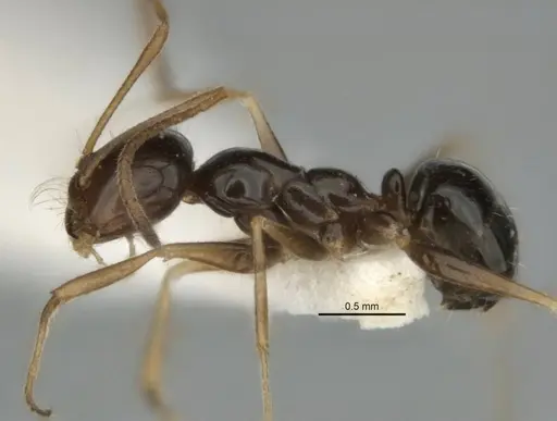 Melophorus isaiah specimen ANIC32-900184-1 image anic32-900184-1_3