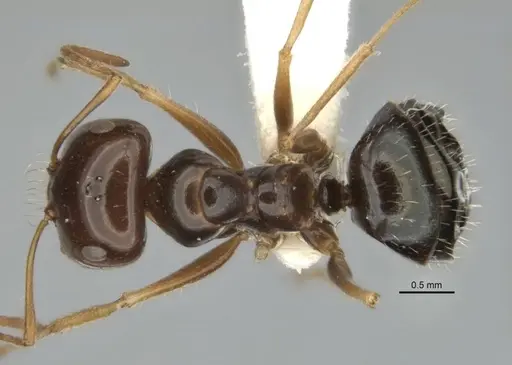 Melophorus isaiah specimen ANIC32-900184-2 image anic32-900184-2_1