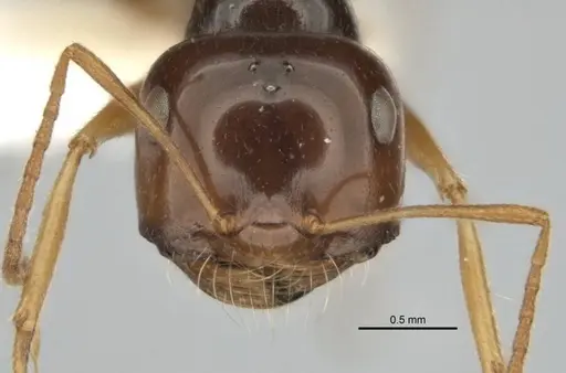 Melophorus isaiah specimen ANIC32-900184-2 image anic32-900184-2_2