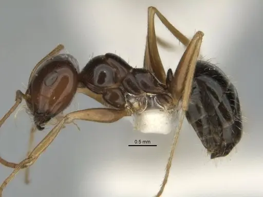 Melophorus isaiah specimen ANIC32-900184-2 image anic32-900184-2_3