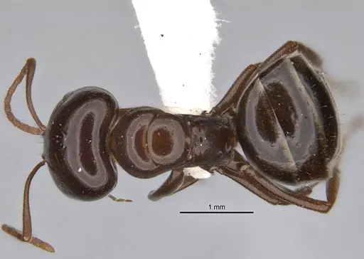 Melophorus kuklos specimen ANIC32-900094 image anic32-900094_1