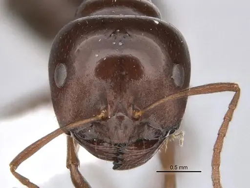 Melophorus kuklos specimen ANIC32-900094 image anic32-900094_2
