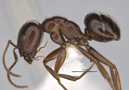 Melophorus kuklos specimen ANIC32-900094 image anic32-900094_3
