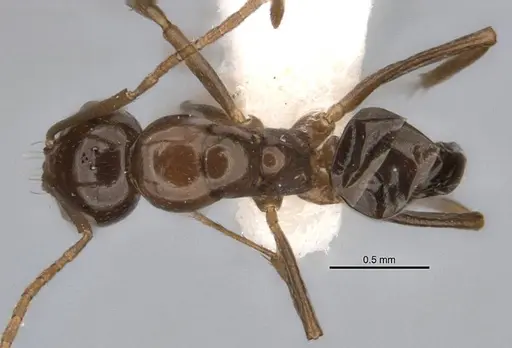 Melophorus kuklos specimen ANIC32-900095 image anic32-900095_1
