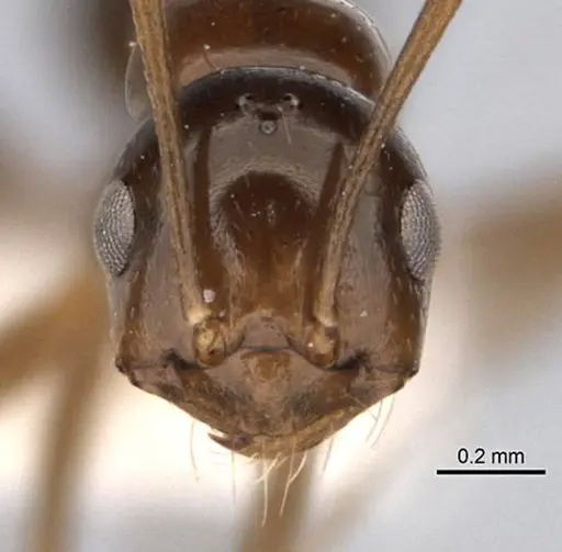 Melophorus kuklos specimen ANIC32-900095 image anic32-900095_2