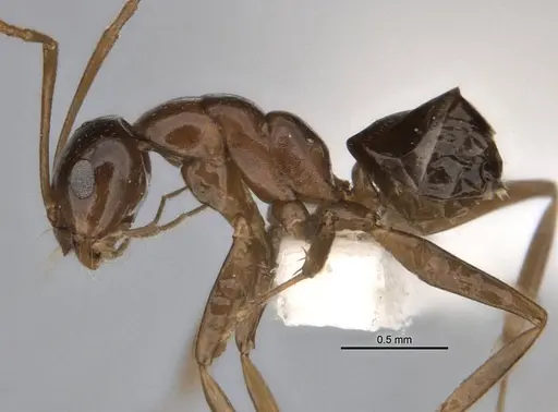 Melophorus kuklos specimen ANIC32-900095 image anic32-900095_3