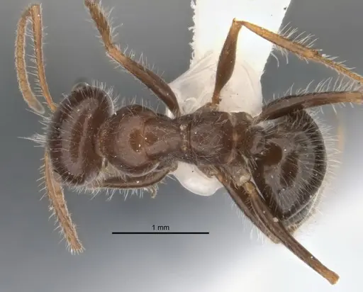 Melophorus lanuginosus specimen ANIC32-900145-1 image anic32-900145-1_1