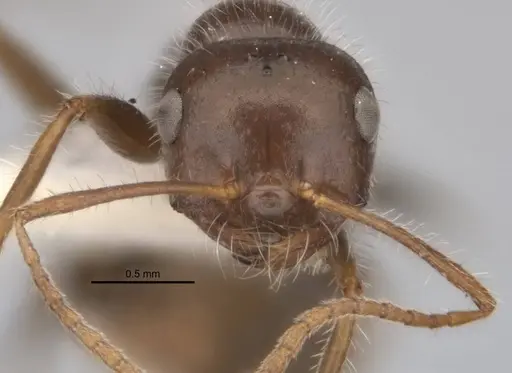 Melophorus lanuginosus specimen ANIC32-900145-1 image anic32-900145-1_2