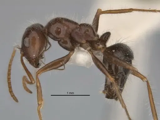 Melophorus lanuginosus specimen ANIC32-900145-1 image anic32-900145-1_3