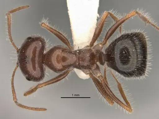 Melophorus lanuginosus specimen ANIC32-900145-2 image anic32-900145-2_1