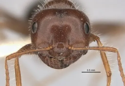 Melophorus lanuginosus specimen ANIC32-900145-2 image anic32-900145-2_2