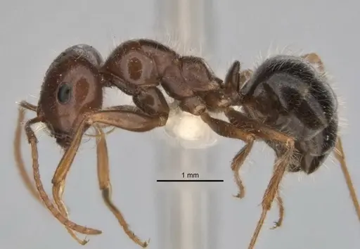 Melophorus lanuginosus specimen ANIC32-900145-2 image anic32-900145-2_3