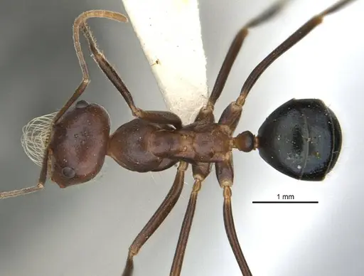 Melophorus laticeps specimen ANIC32-900187 image anic32-900187_1