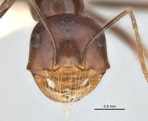 Melophorus laticeps specimen ANIC32-900187 image anic32-900187_2