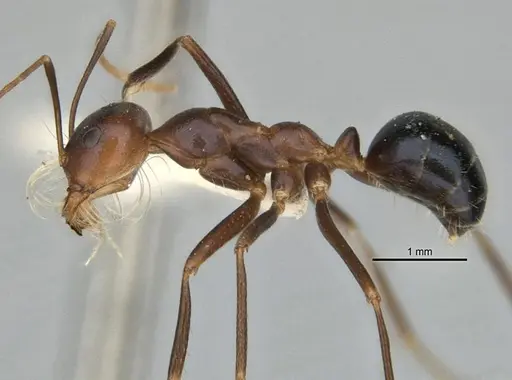 Melophorus laticeps specimen ANIC32-900187 image anic32-900187_3