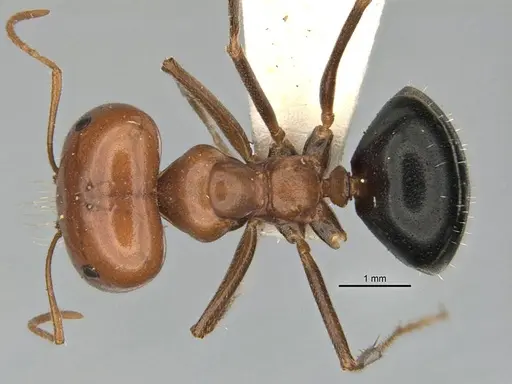Melophorus laticeps specimen ANIC32-900188 image anic32-900188_1