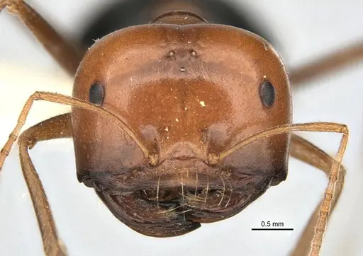Melophorus laticeps specimen ANIC32-900188 image anic32-900188_2